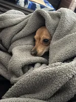 Carlos , a male Chihuahua for sale in San Antonio, TX – Photo 3 of 5