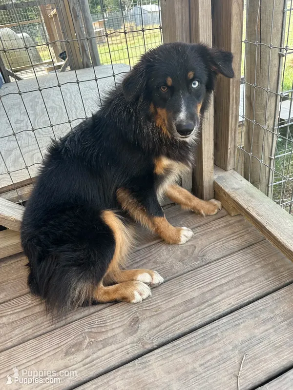 Black Tri female – Australian Shepherd puppy for sale in Corrigan, TX
