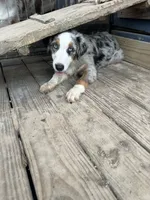 Shiloh , a female Australian Shepherd for sale in Corrigan, TX – 4 of 4