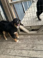 Black Tri female, a female Australian Shepherd for sale in Corrigan, TX – 6 of 7