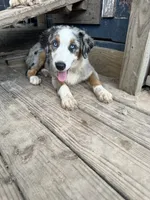 Shiloh , a female Australian Shepherd for sale in Corrigan, TX – 1 of 4