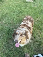 Stella , a female Australian Shepherd for sale in Corrigan, TX – 5 of 7