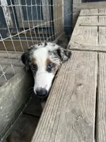 Shiloh , a female Australian Shepherd for sale in Corrigan, TX – 7 of 8