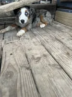 Shiloh , a female Australian Shepherd for sale in Corrigan, TX – 2 of 4