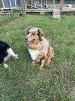 Stella , a female Australian Shepherd for sale in Corrigan, TX – 7 of 7