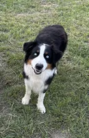 Sam , a male Australian Shepherd for sale in Corrigan, TX – 2 of 3