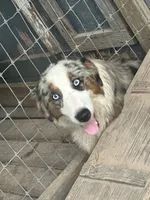 Shiloh , a female Australian Shepherd for sale in Corrigan, TX – 6 of 8
