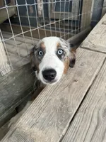 Shiloh , a female Australian Shepherd for sale in Corrigan, TX – 8 of 8