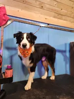 Sam , a male Australian Shepherd for sale in Corrigan, TX – 4 of 4