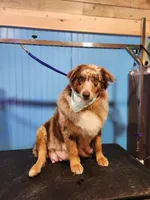 Stella , a female Australian Shepherd for sale in Corrigan, TX – 2 of 7