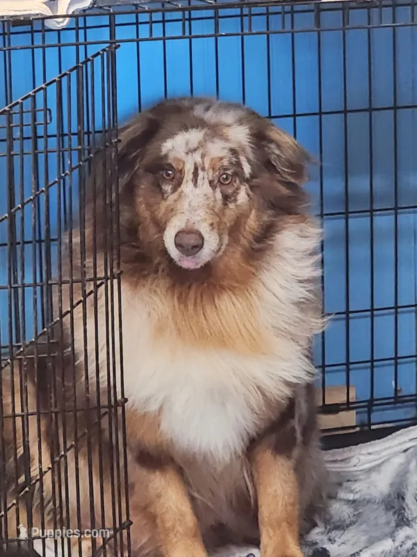 Stella  – Australian Shepherd puppy for sale in Corrigan, TX