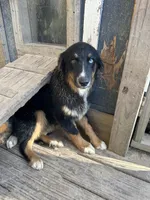 Black Tri female, a female Australian Shepherd for sale in Corrigan, TX – 8 of 9