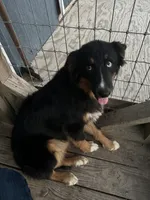 Black Tri female, a female Australian Shepherd for sale in Corrigan, TX – 7 of 7