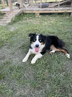 Sam , a male Australian Shepherd for sale in Corrigan, TX – 3 of 3