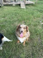 Stella , a female Australian Shepherd for sale in Corrigan, TX – 4 of 7