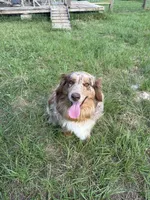 Stella , a female Australian Shepherd for sale in Corrigan, TX – 3 of 7