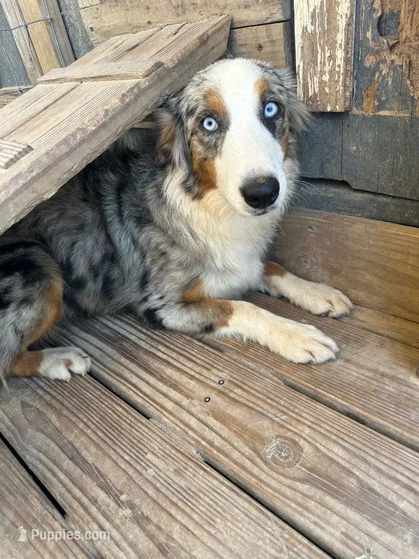 Shiloh  – Australian Shepherd puppy for sale in Corrigan, TX