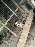 Shiloh , a female Australian Shepherd for sale in Corrigan, TX – 5 of 8
