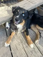 Black Tri female, a female Australian Shepherd for sale in Corrigan, TX – 9 of 9