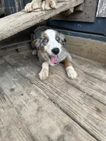 Shiloh , a female Australian Shepherd for sale in Corrigan, TX – 3 of 4