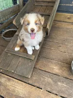 Red Merle Male, a male Australian Shepherd for sale in Corrigan, TX – Photo 1 of 6