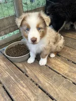 Red Merle Male, a male Australian Shepherd for sale in Corrigan, TX – Photo 3 of 6
