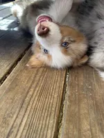 Red Merle Male, a male Australian Shepherd for sale in Corrigan, TX – Photo 5 of 6