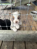 Red Merle Male, a male Australian Shepherd for sale in Corrigan, TX – Photo 2 of 7