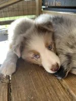 Red Merle Male, a male Australian Shepherd for sale in Corrigan, TX – Photo 4 of 6