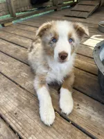 Red Merle Male, a male Australian Shepherd for sale in Corrigan, TX – Photo 6 of 6