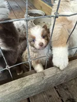 Red Merle Male, a male Australian Shepherd for sale in Corrigan, TX – Photo 4 of 7
