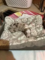 Red Merle Male, a male Australian Shepherd for sale in Corrigan, TX – Photo 7 of 7