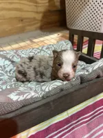 Red Merle Male, a male Australian Shepherd for sale in Corrigan, TX – Photo 5 of 7