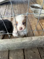 Red Merle Male, a male Australian Shepherd for sale in Corrigan, TX – Photo 3 of 7