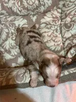 Red Merle Male, a male Australian Shepherd for sale in Corrigan, TX – Photo 6 of 7