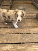 Red Merle Male, a male Australian Shepherd for sale in Corrigan, TX – Photo 2 of 6