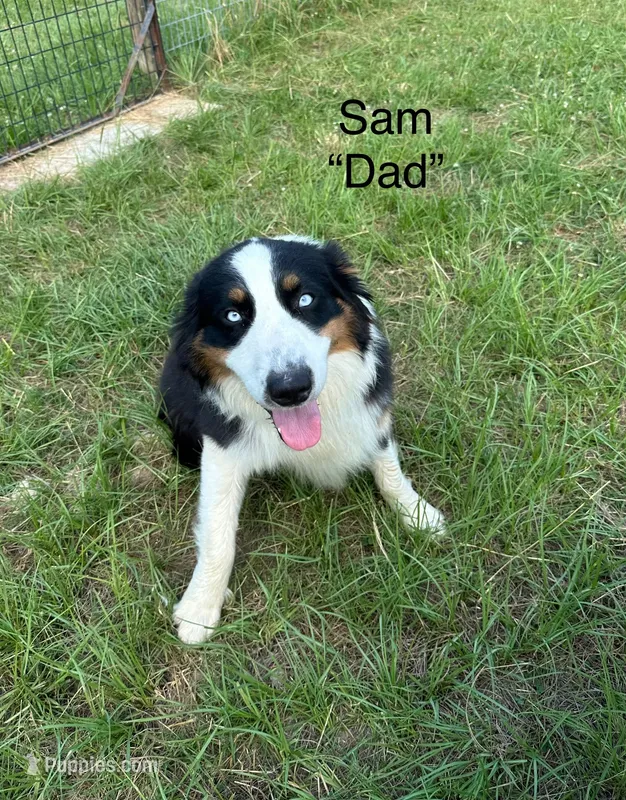 Sam  – Australian Shepherd puppy for sale in Corrigan, TX