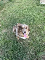 Stella , a female Australian Shepherd for sale in Corrigan, TX – 6 of 7
