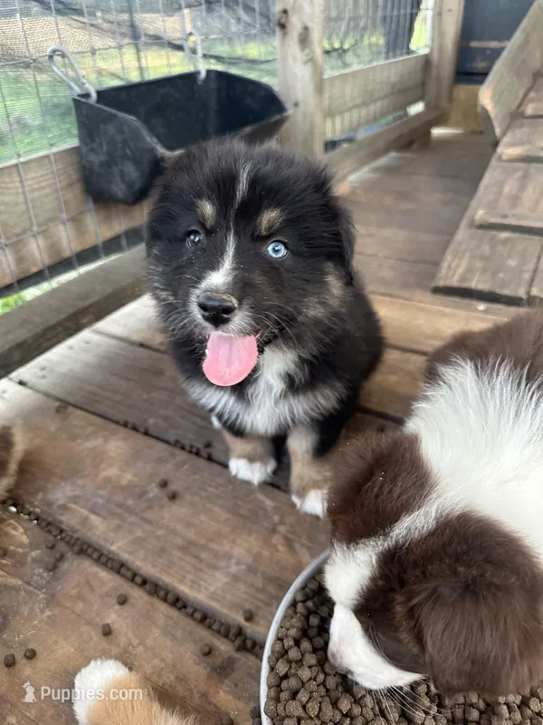 Black Tri female – Australian Shepherd puppy for sale in Corrigan, TX