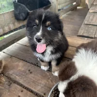 Black Tri female, a female Australian Shepherd for sale in Corrigan, TX – Photo 2 of 9
