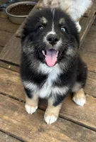 Black Tri female, a female Australian Shepherd for sale in Corrigan, TX – Photo 6 of 9