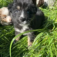 Black Tri female, a female Australian Shepherd for sale in Corrigan, TX – Photo 4 of 9