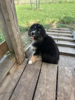 Black Tri female, a female Australian Shepherd for sale in Corrigan, TX – Photo 7 of 9