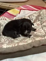 Black Tri female, a female Australian Shepherd for sale in Corrigan, TX – Photo 7 of 7