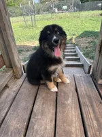 Black Tri female, a female Australian Shepherd for sale in Corrigan, TX – Photo 9 of 9