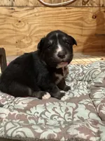 Black Tri female, a female Australian Shepherd for sale in Corrigan, TX – Photo 5 of 7