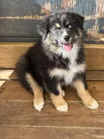 Black Tri female, a female Australian Shepherd for sale in Corrigan, TX – Photo 1 of 9