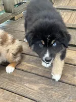 Black Tri female, a female Australian Shepherd for sale in Corrigan, TX – Photo 8 of 9