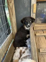 Black Tri female, a female Australian Shepherd for sale in Corrigan, TX – 7 of 7