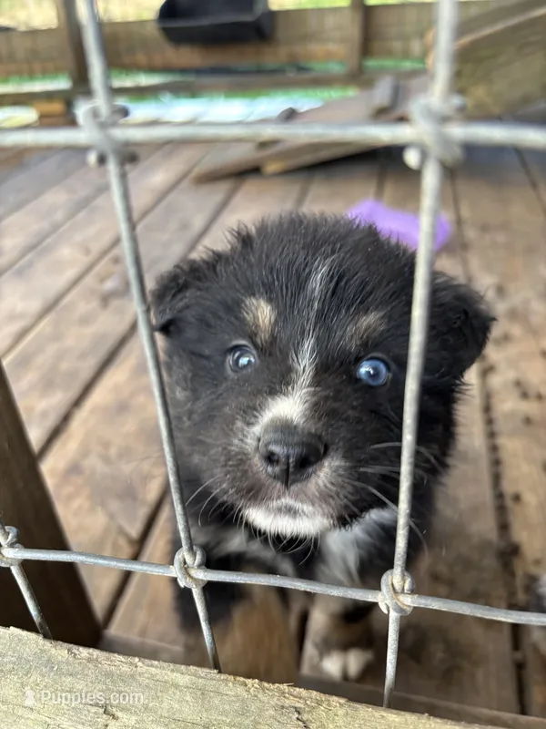 Black Tri female, a female Australian Shepherd for sale in Corrigan, TX – Photo 1 of 7